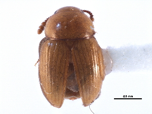  ( - CCDB-23295-A01)  @13 [ ] CreativeCommons - Attribution (2015) CBG Photography Group Centre for Biodiversity Genomics