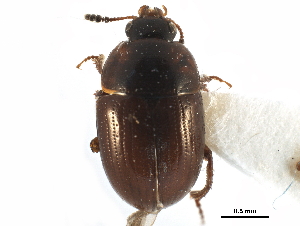  ( - CCDB-23295-C01)  @11 [ ] CreativeCommons - Attribution (2015) CBG Photography Group Centre for Biodiversity Genomics