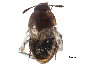  ( - CCDB-23295-C06)  @11 [ ] CreativeCommons - Attribution (2015) CBG Photography Group Centre for Biodiversity Genomics