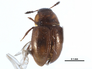  ( - CCDB-23295-C07)  @11 [ ] CreativeCommons - Attribution (2015) CBG Photography Group Centre for Biodiversity Genomics