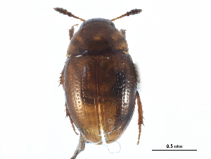  ( - CCDB-23295-C08)  @11 [ ] CreativeCommons - Attribution (2015) CBG Photography Group Centre for Biodiversity Genomics