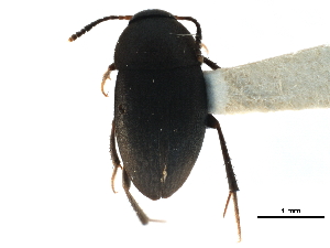  ( - CCDB-23295-E02)  @11 [ ] CreativeCommons - Attribution (2015) CBG Photography Group Centre for Biodiversity Genomics