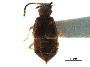  ( - CCDB-23295-F10)  @11 [ ] CreativeCommons - Attribution (2015) CBG Photography Group Centre for Biodiversity Genomics