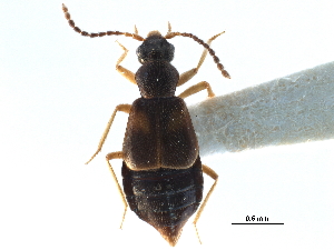  ( - CCDB-23295-F11)  @11 [ ] CreativeCommons - Attribution (2015) CBG Photography Group Centre for Biodiversity Genomics