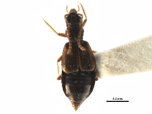  ( - CCDB-23295-F12)  @11 [ ] CreativeCommons - Attribution (2015) CBG Photography Group Centre for Biodiversity Genomics