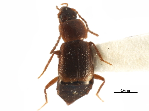  ( - CCDB-23295-G11)  @11 [ ] CreativeCommons - Attribution (2015) CBG Photography Group Centre for Biodiversity Genomics
