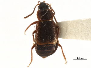  ( - CCDB-23295-H01)  @11 [ ] CreativeCommons - Attribution (2015) CBG Photography Group Centre for Biodiversity Genomics