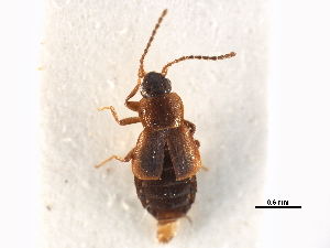 ( - CCDB-23295-H02)  @11 [ ] CreativeCommons - Attribution (2015) CBG Photography Group Centre for Biodiversity Genomics
