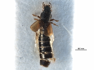  ( - CCDB-23295-H09)  @11 [ ] CreativeCommons - Attribution (2015) CBG Photography Group Centre for Biodiversity Genomics