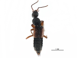  ( - CCDB-23298-G04)  @11 [ ] CreativeCommons - Attribution (2015) CBG Photography Group Centre for Biodiversity Genomics
