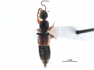  ( - CCDB-23298-G05)  @11 [ ] CreativeCommons - Attribution (2015) CBG Photography Group Centre for Biodiversity Genomics