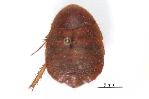  ( - CCDB-23299-E11)  @11 [ ] CreativeCommons - Attribution (2015) CBG Photography Group Centre for Biodiversity Genomics
