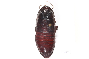  ( - CCDB-23299-F04)  @13 [ ] CreativeCommons - Attribution (2015) CBG Photography Group Centre for Biodiversity Genomics