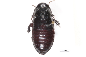  ( - CCDB-23299-F06)  @14 [ ] CreativeCommons - Attribution (2015) CBG Photography Group Centre for Biodiversity Genomics