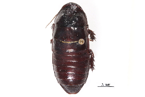  ( - CCDB-23299-F07)  @13 [ ] CreativeCommons - Attribution (2015) CBG Photography Group Centre for Biodiversity Genomics