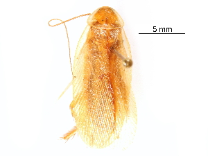  ( - CCDB-23300-A02)  @11 [ ] CreativeCommons - Attribution (2015) CBG Photography Group Centre for Biodiversity Genomics