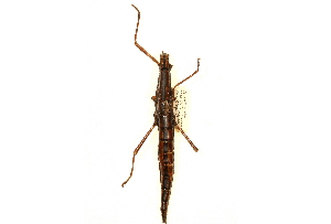  (Anisomorpha - CCDB-23300-G10)  @11 [ ] CreativeCommons - Attribution (2015) CBG Photography Group Centre for Biodiversity Genomics