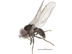  ( - CCDB-23301-B03)  @11 [ ] CreativeCommons - Attribution (2015) CBG Photography Group Centre for Biodiversity Genomics