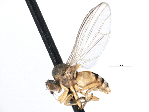  (Agathomyia vanduzeei - CCDB-23302-A11)  @14 [ ] CreativeCommons - Attribution (2015) CBG Photography Group Centre for Biodiversity Genomics