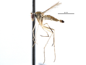  (Neurigona aldrichii - CCDB-23302-E04)  @11 [ ] CreativeCommons - Attribution (2015) CBG Photography Group Centre for Biodiversity Genomics
