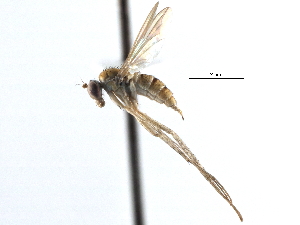  ( - CCDB-23302-E05)  @11 [ ] CreativeCommons - Attribution (2015) CBG Photography Group Centre for Biodiversity Genomics