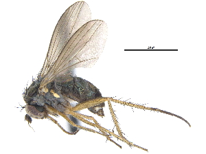  ( - CCDB-23303-B12)  @11 [ ] CreativeCommons - Attribution (2015) CBG Photography Group Centre for Biodiversity Genomics