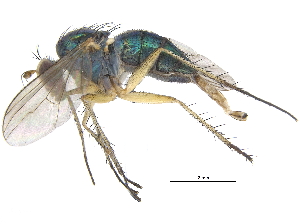  ( - CCDB-23303-H10)  @11 [ ] CreativeCommons - Attribution (2015) CBG Photography Group Centre for Biodiversity Genomics