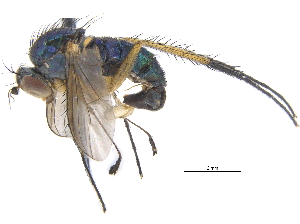  ( - CCDB-23305-D02)  @11 [ ] CreativeCommons - Attribution (2015) CBG Photography Group Centre for Biodiversity Genomics