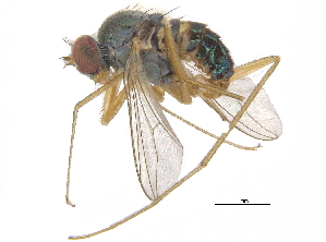  ( - CCDB-23305-F12)  @11 [ ] CreativeCommons - Attribution (2015) CBG Photography Group Centre for Biodiversity Genomics
