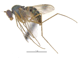  ( - CCDB-23305-G01)  @11 [ ] CreativeCommons - Attribution (2015) CBG Photography Group Centre for Biodiversity Genomics