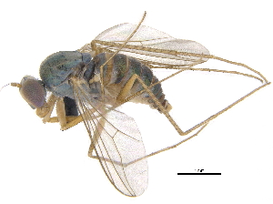  ( - CCDB-23305-G02)  @11 [ ] CreativeCommons - Attribution (2015) CBG Photography Group Centre for Biodiversity Genomics