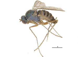  ( - CCDB-23305-G03)  @11 [ ] CreativeCommons - Attribution (2015) CBG Photography Group Centre for Biodiversity Genomics