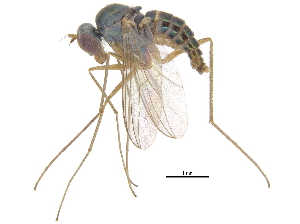  ( - CCDB-23305-G04)  @11 [ ] CreativeCommons - Attribution (2015) CBG Photography Group Centre for Biodiversity Genomics