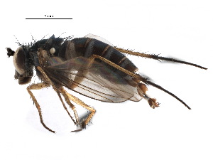  ( - CCDB-23306-C07)  @14 [ ] CreativeCommons - Attribution (2015) CBG Photography Group Centre for Biodiversity Genomics
