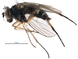  ( - CCDB-23306-C09)  @11 [ ] CreativeCommons - Attribution (2015) CBG Photography Group Centre for Biodiversity Genomics