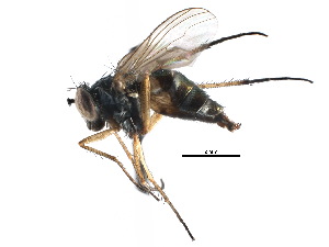  ( - CCDB-23306-C11)  @11 [ ] CreativeCommons - Attribution (2015) CBG Photography Group Centre for Biodiversity Genomics