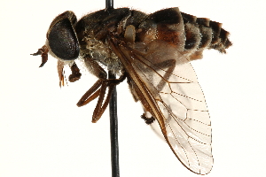  ( - CCDB-23501-F08)  @11 [ ] CreativeCommons - Attribution (2015) CBG Photography Group Centre for Biodiversity Genomics