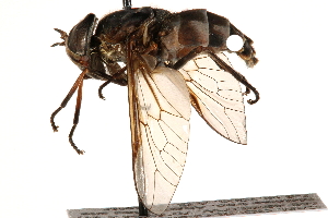  ( - CCDB-23501-F09)  @11 [ ] CreativeCommons - Attribution (2015) CBG Photography Group Centre for Biodiversity Genomics