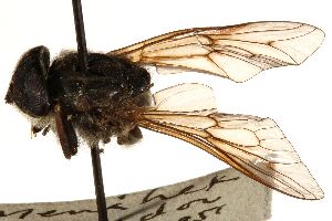  ( - CCDB-23501-H09)  @11 [ ] CreativeCommons - Attribution (2015) CBG Photography Group Centre for Biodiversity Genomics