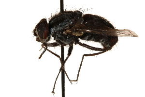  ( - CCDB-23504-F05)  @11 [ ] CreativeCommons - Attribution (2015) CBG Photography Group Centre for Biodiversity Genomics