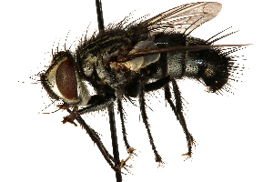  ( - CCDB-23504-F07)  @13 [ ] CreativeCommons - Attribution (2015) CBG Photography Group Centre for Biodiversity Genomics