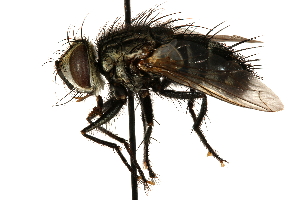  ( - CCDB-23504-F08)  @14 [ ] CreativeCommons - Attribution (2015) CBG Photography Group Centre for Biodiversity Genomics