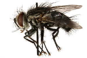  ( - CCDB-23504-F09)  @13 [ ] CreativeCommons - Attribution (2015) CBG Photography Group Centre for Biodiversity Genomics
