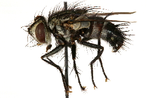  ( - CCDB-23504-F10)  @13 [ ] CreativeCommons - Attribution (2015) CBG Photography Group Centre for Biodiversity Genomics