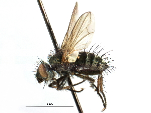  ( - CCDB-23505-A03)  @11 [ ] CreativeCommons - Attribution (2015) CBG Photography Group Centre for Biodiversity Genomics