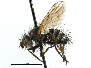  ( - CCDB-23505-A04)  @11 [ ] CreativeCommons - Attribution (2015) CBG Photography Group Centre for Biodiversity Genomics