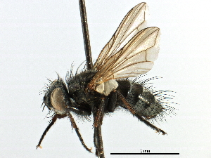  ( - CCDB-23505-A06)  @11 [ ] CreativeCommons - Attribution (2015) CBG Photography Group Centre for Biodiversity Genomics