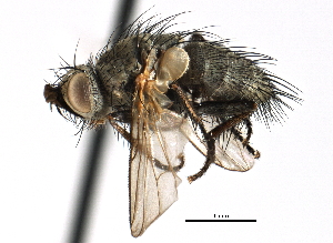  ( - CCDB-23505-B06)  @11 [ ] CreativeCommons - Attribution (2015) CBG Photography Group Centre for Biodiversity Genomics