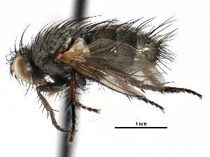  ( - CCDB-23505-B07)  @11 [ ] CreativeCommons - Attribution (2015) CBG Photography Group Centre for Biodiversity Genomics