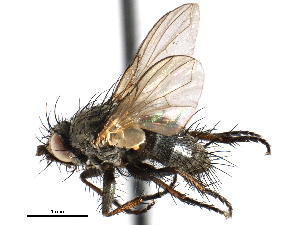  ( - CCDB-23505-B08)  @13 [ ] CreativeCommons - Attribution (2015) CBG Photography Group Centre for Biodiversity Genomics